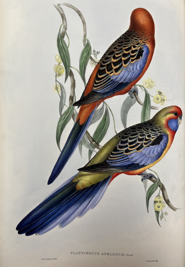 Platycercus Adelaidiae, from John Gould's 'Birds of Australia'