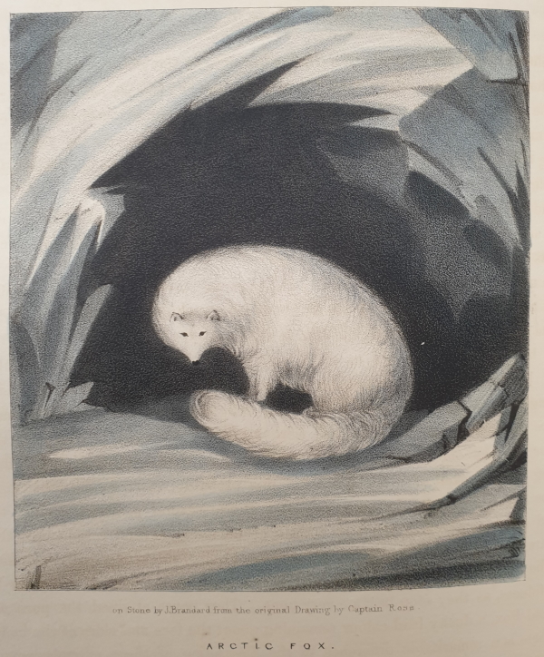 Arctic fox, from John Ross's 'Narrative of a second voyage...', 1835