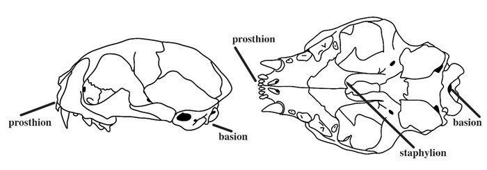 Figure 1 from Cranial volume and palate length of cats, Felis spp., under domestication, hybridisation and in wild populations