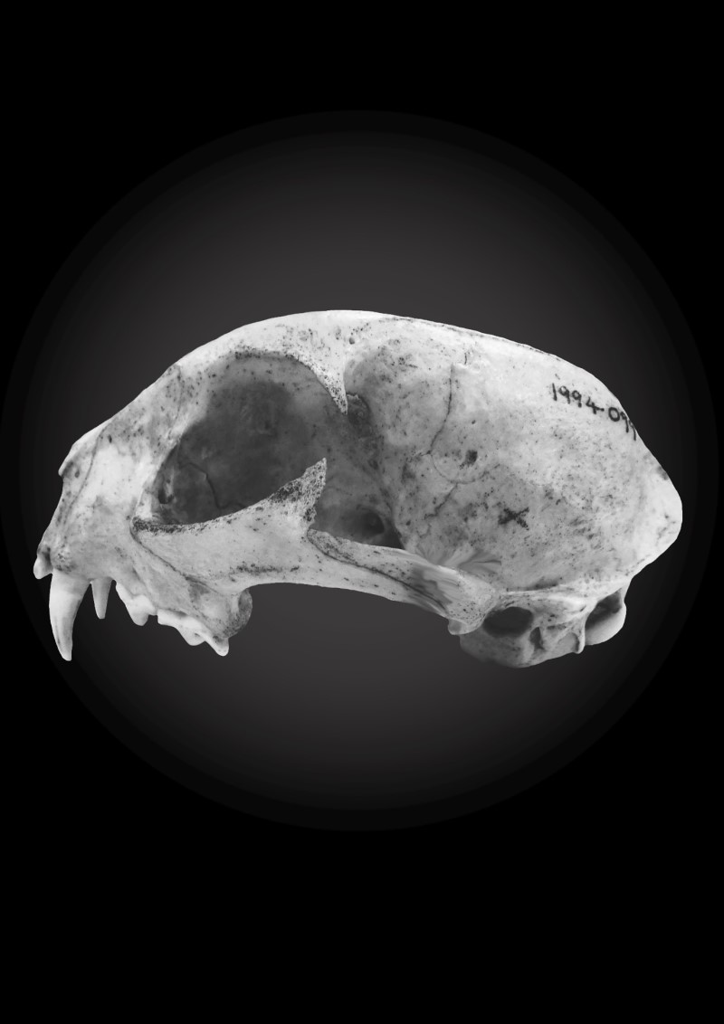 Cat skull in front of a black background - cover image nomination  by Raffaela Lesch