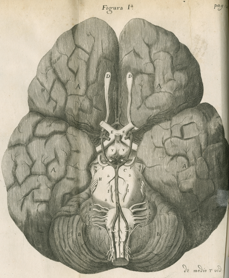 The base of the brain, from Thomas Willis’s 'Cerebri anatome' (1664)