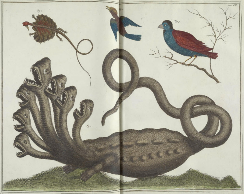 The Hydra of Hamburg, from Seba’s 'Thesaurus', 1734