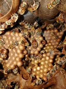 Inside of a Melipona beecheii hive 