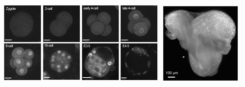 Still image YAP protein