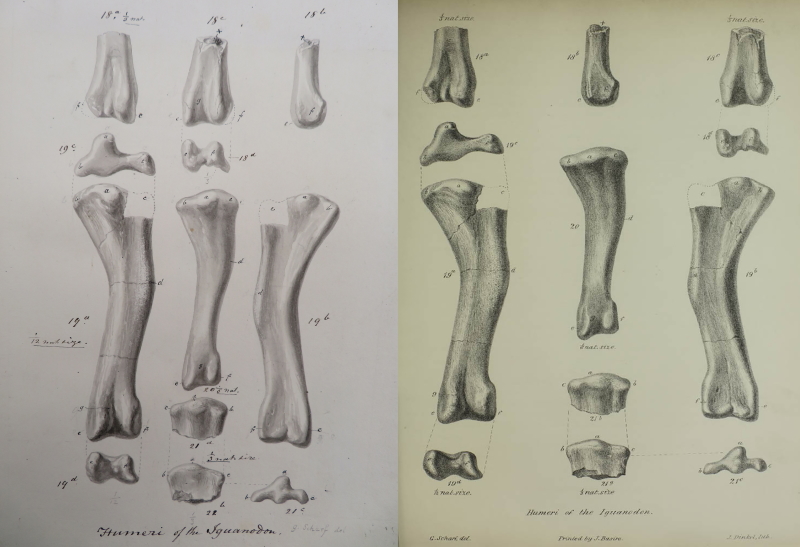 George Scharf: iguanodon from Royal Society manuscript PT/35/10