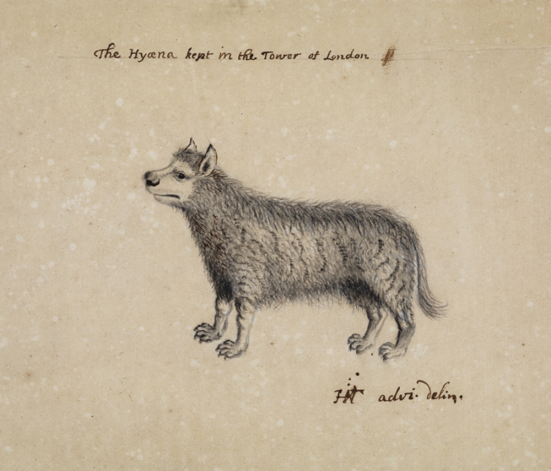 Hyena from the Tower of London’s Menagerie, by Henry Hunt, 1696