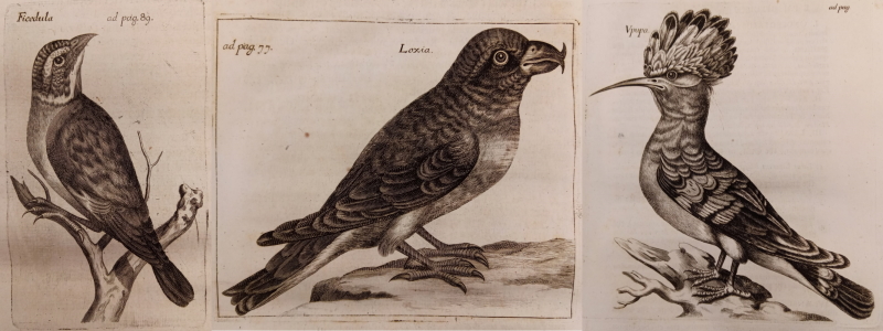 Birds from Walter Charleton's 'Exercitationes de differentiis & nominibus animalium' (1677)