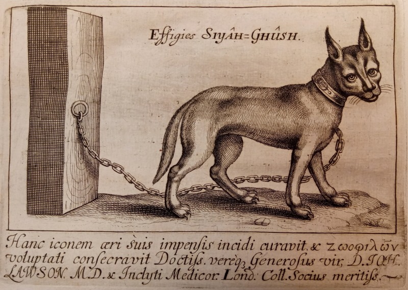 Lynx from Walter Charleton's 'Exercitationes de differentiis & nominibus animalium' (1677)