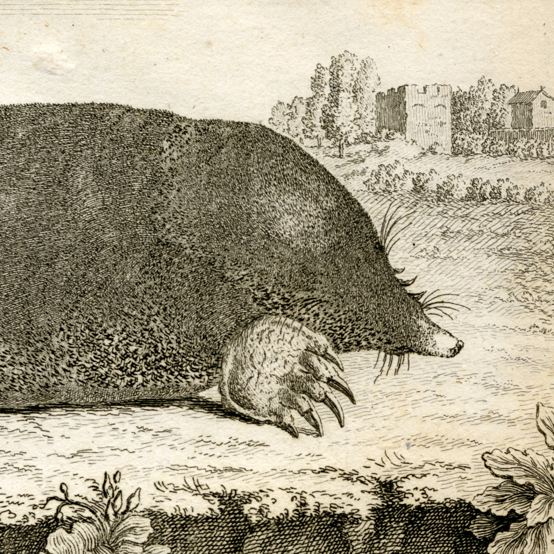 A European mole (detail)