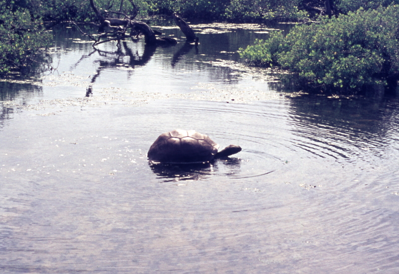 A giant tortoise bathing, Aldabra