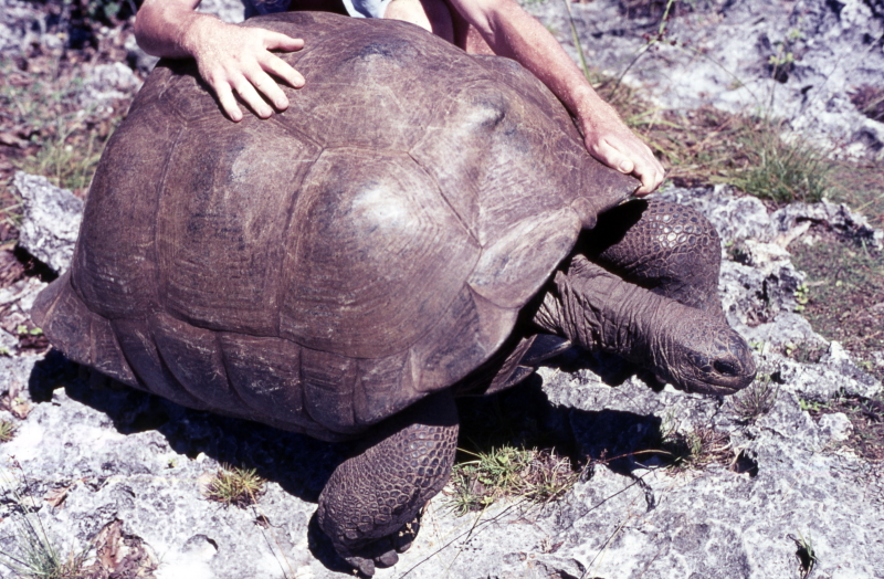 A researcher handling an Aldabra giant tortoise, c.1975