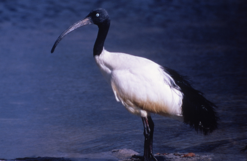 Aldabra sacred ibis