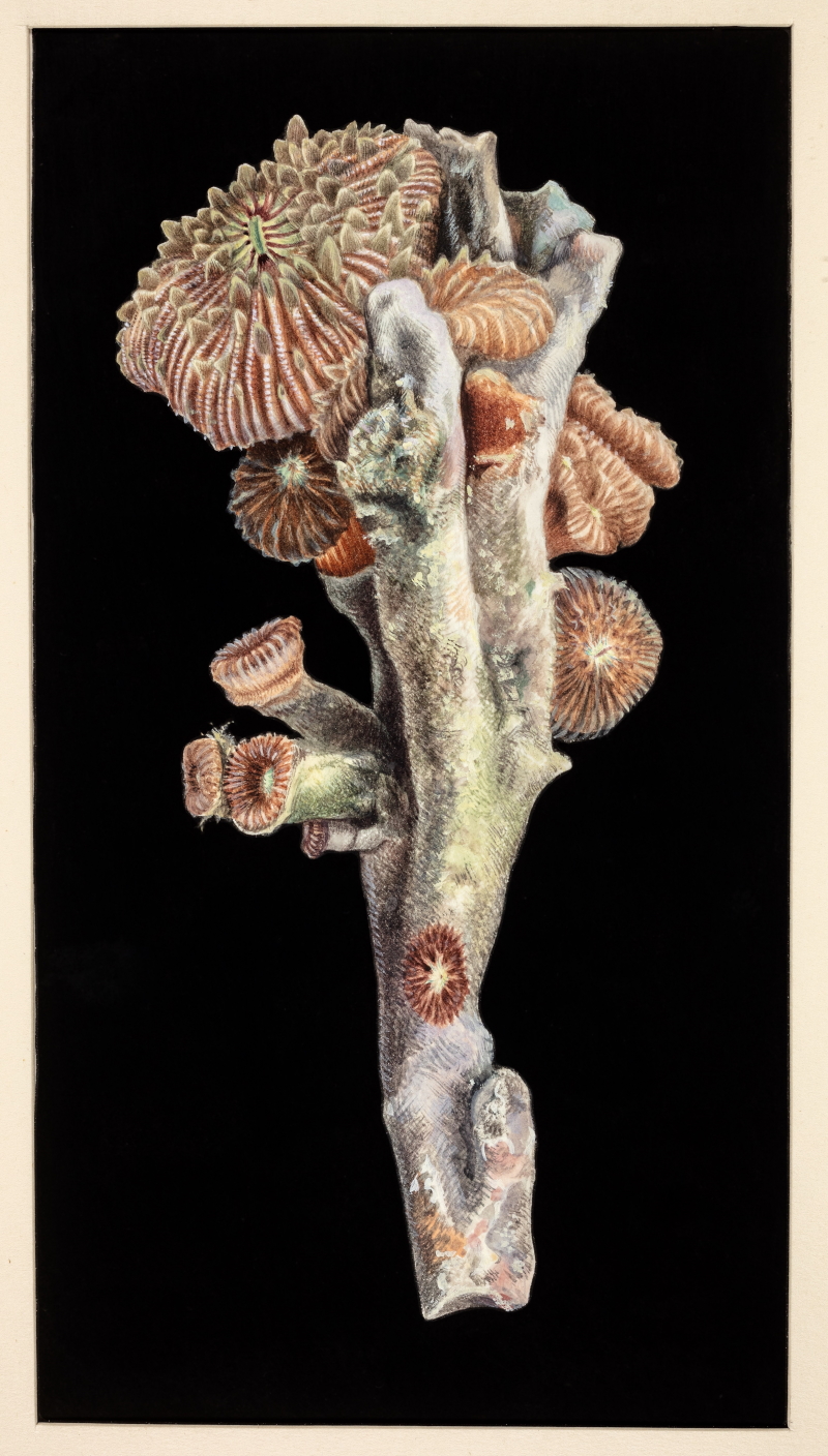 'Colony of Fungia’ by Thomas Alan Stephenson ©Artist’s estate
