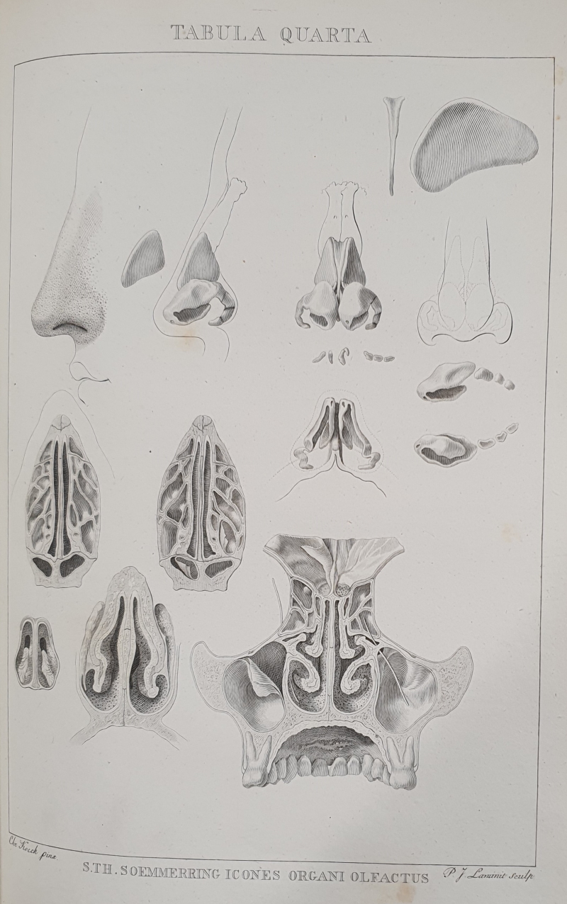 Samuel Thomas Sommering's depictions of the human organs of smell, 1809