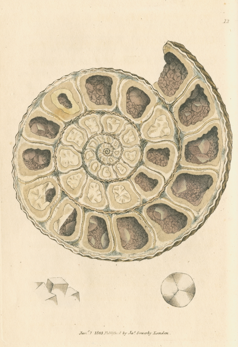 James Sowerby ‘Calx carbonata’ (1803)