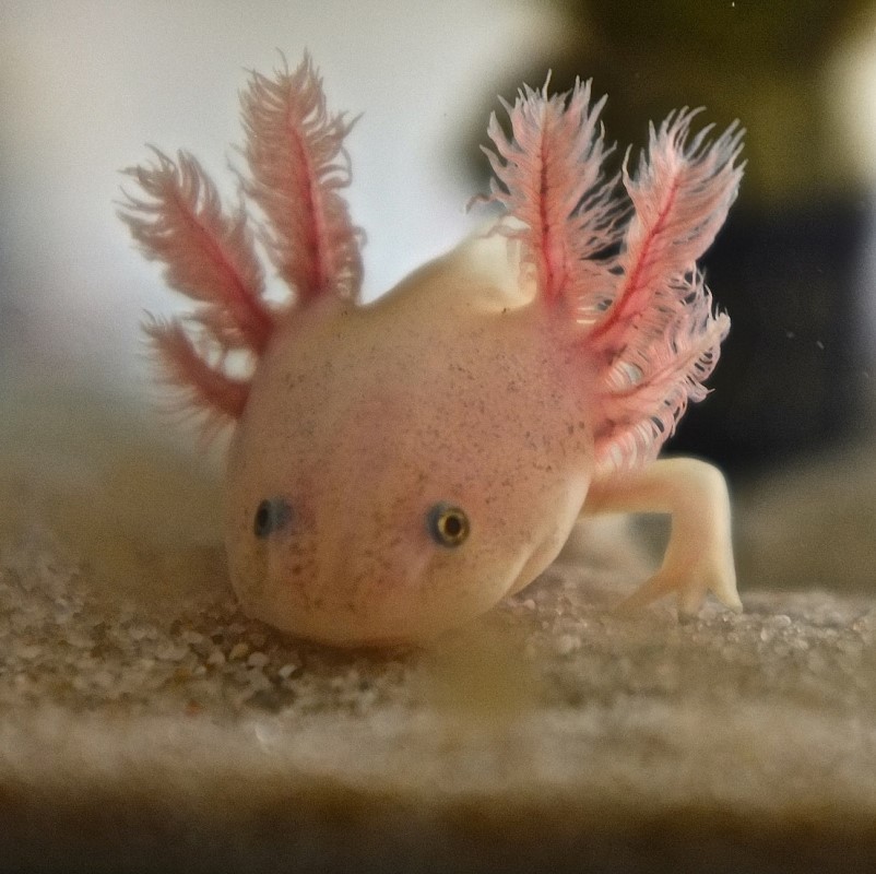 Leucistic Axolotl, Wikimedia Commons, CC-BY 3.0