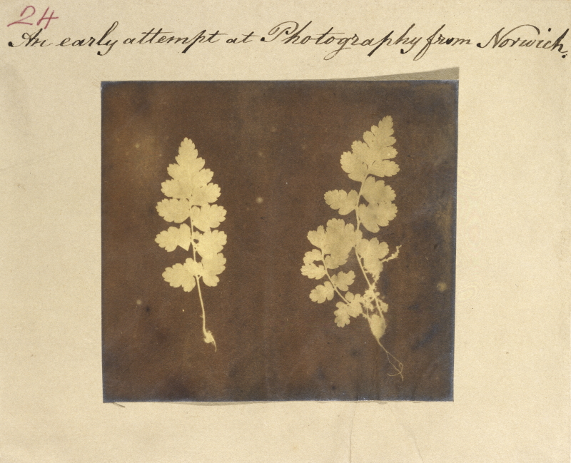 Caleb Burrell Rose, Two specimens of fern leaf 1840 [?]