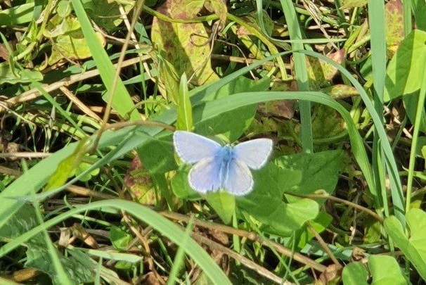 A blue Adonis butterfly