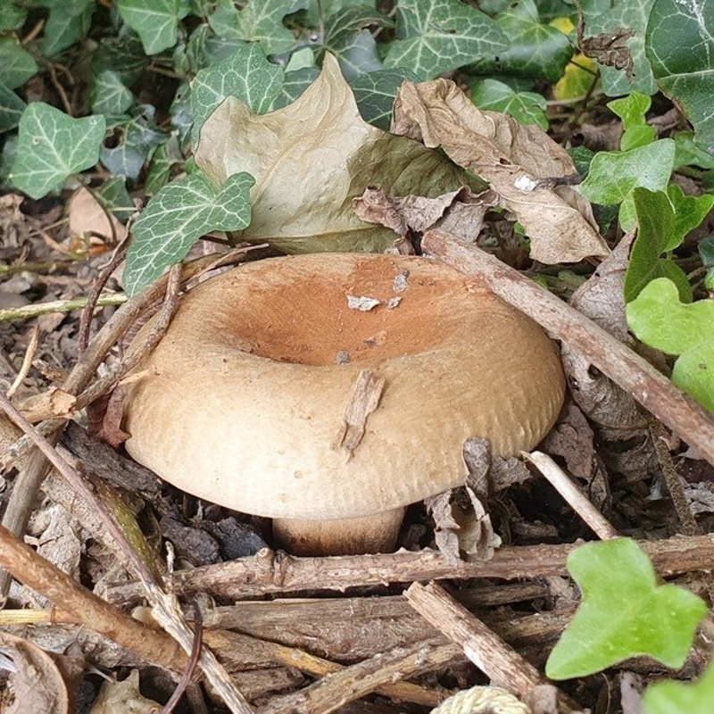 A big brown mushroom