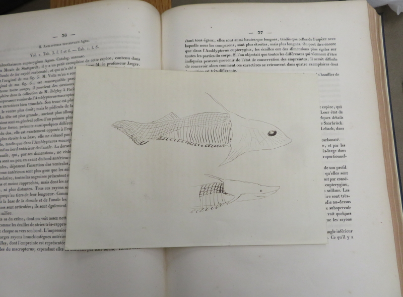 Drawing of an armoured fossil fish, found in the Royal Society Library's copy of Louis Agassiz’s 'Recherches sur les poissons fossiles'.