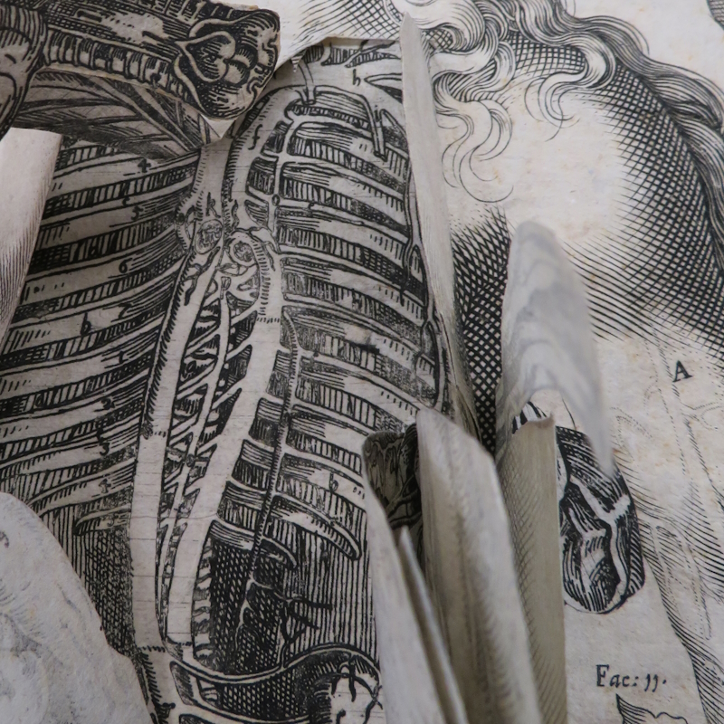 Book autopsy | Royal Society