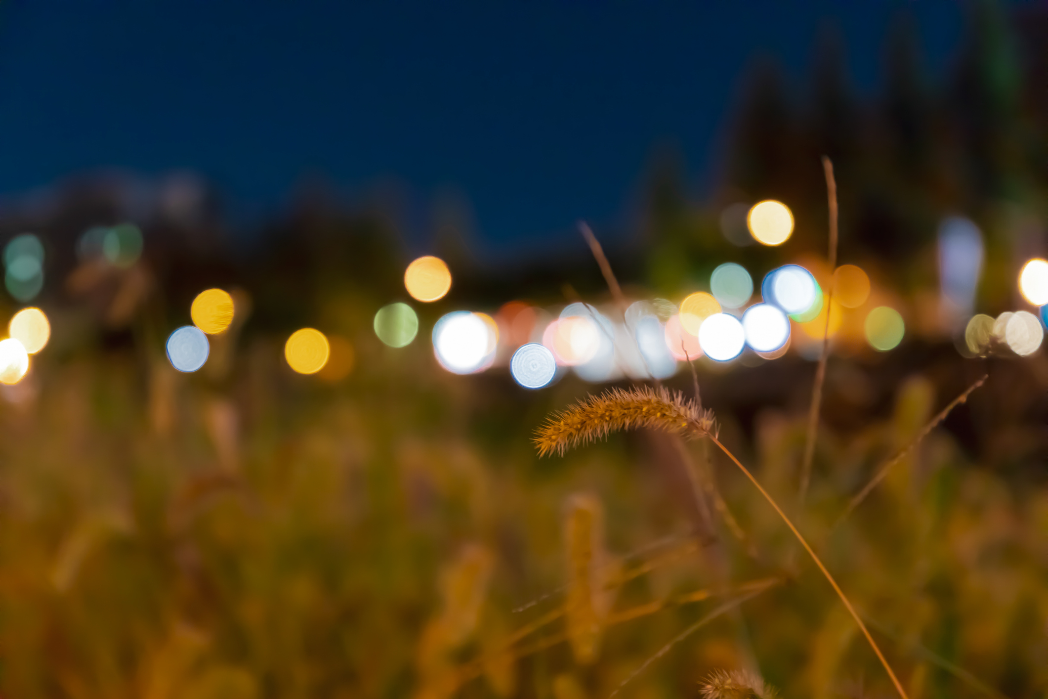 Grass and lights © kwangho kim/iStock