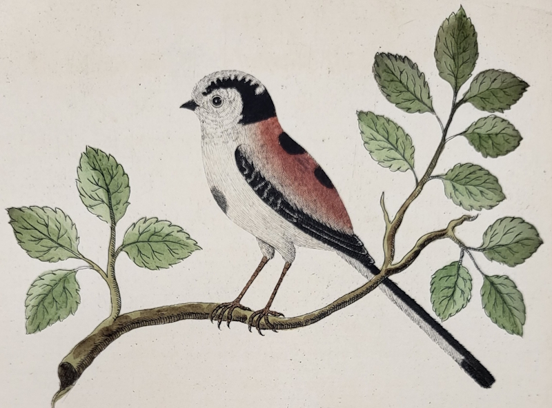 Long-tailed titmouse in Eleazar Albin’s 'Natural history of birds'