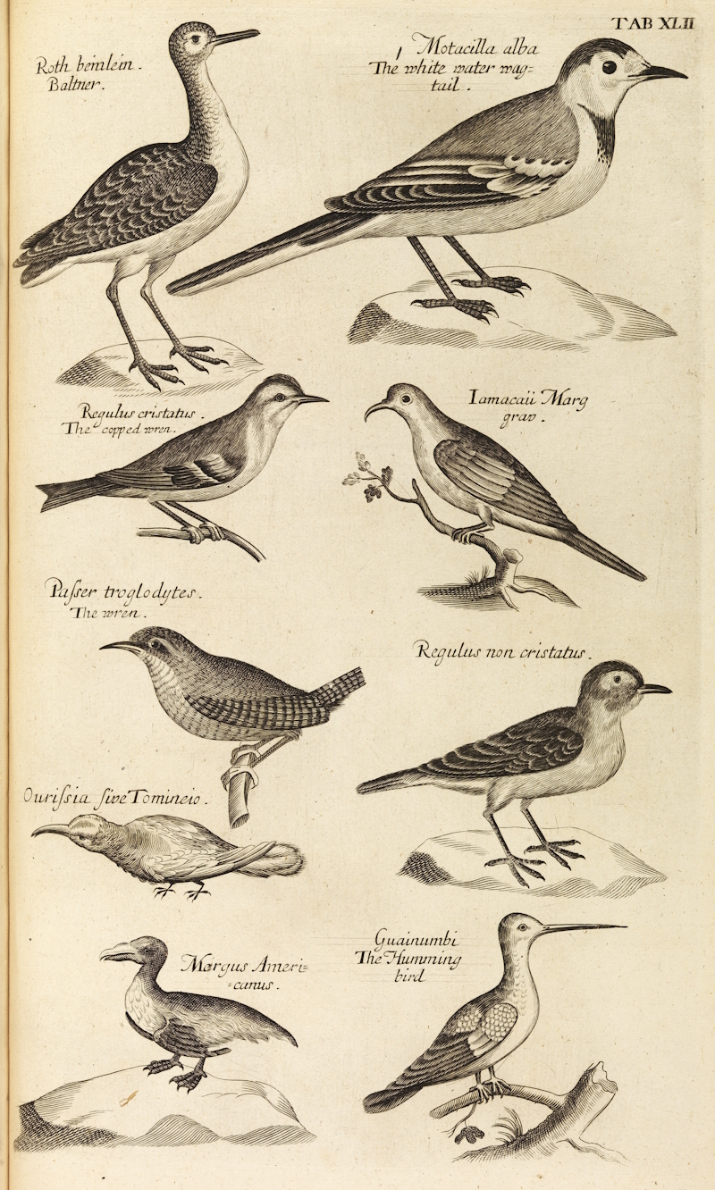 Illustration from Francis Willughby and John Ray’s 'Ornithology'