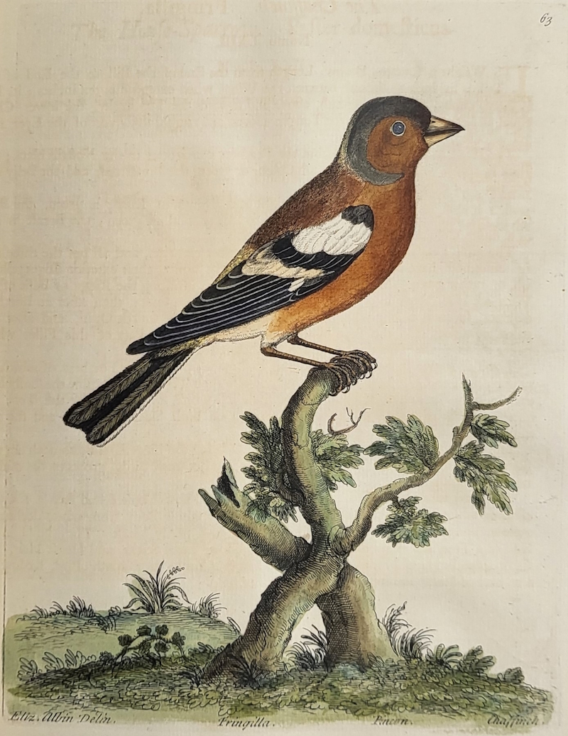 Chaffinch in Eleazar Albin’s 'Natural history of birds'