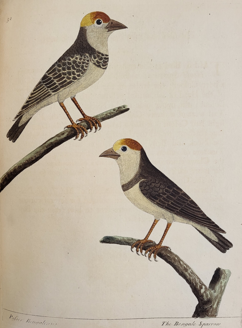 'Bengal sparrows' in Eleazar Albin’s 'Natural history of birds'