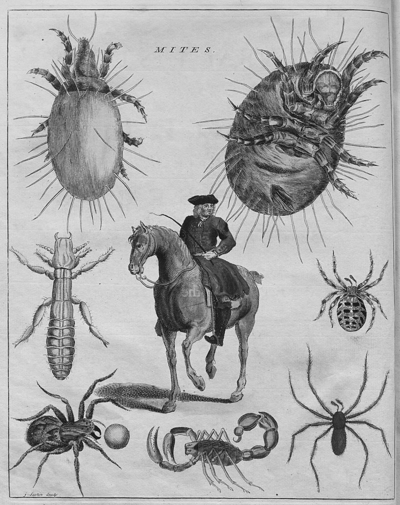 Frontispiece from 'A natural history of spiders...' by Eleazar Albin