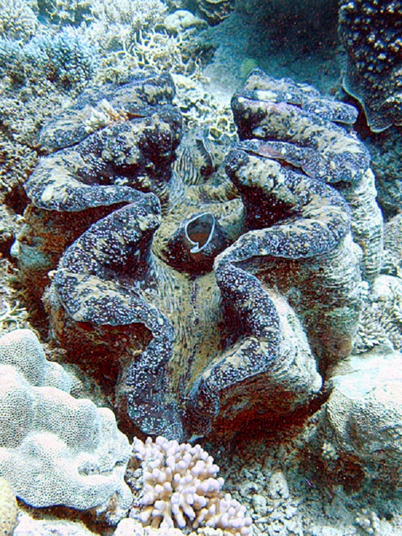Live individual of Tridacna gigas, with mantle exposed