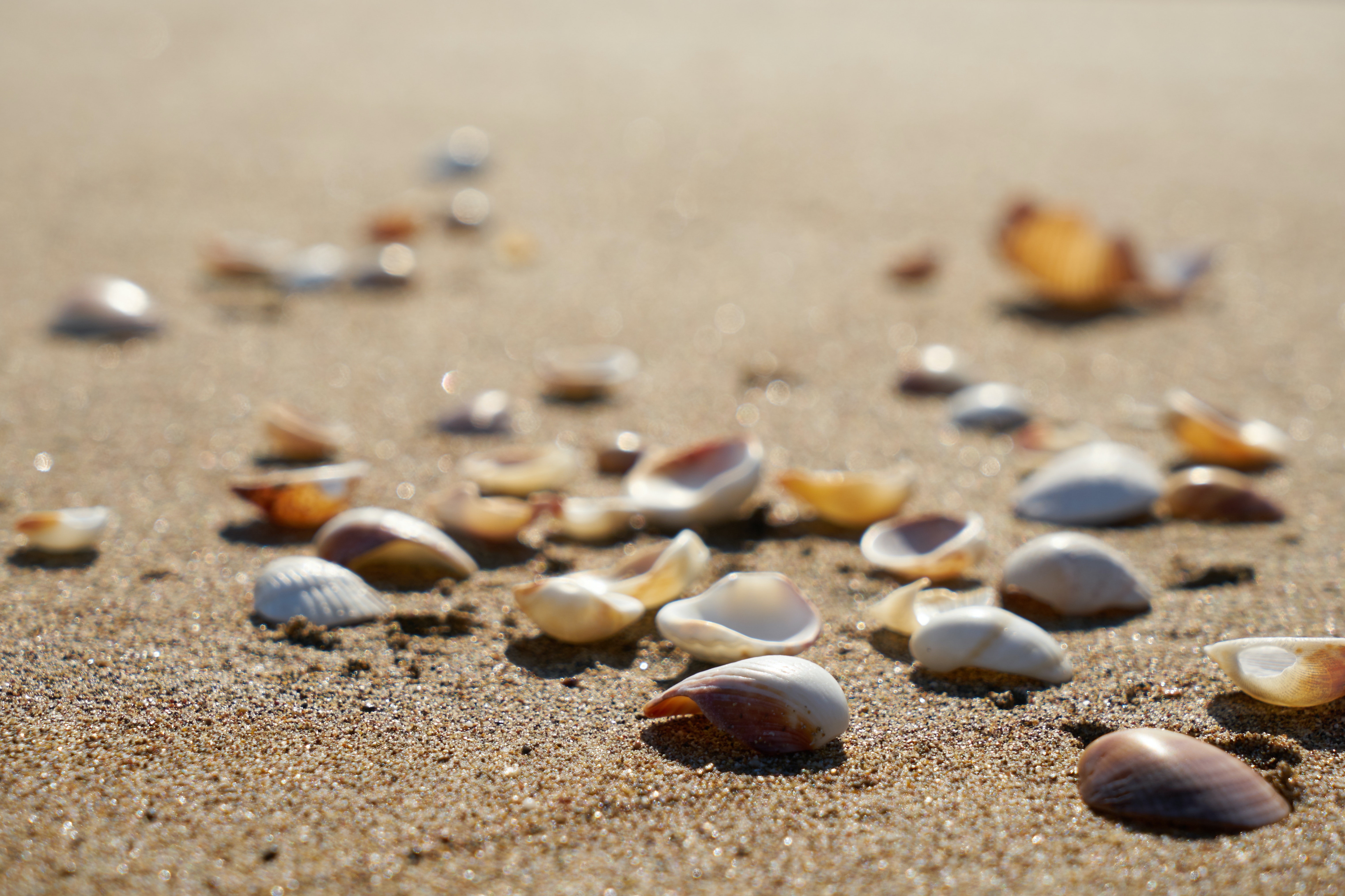 Sea shells on the beach 