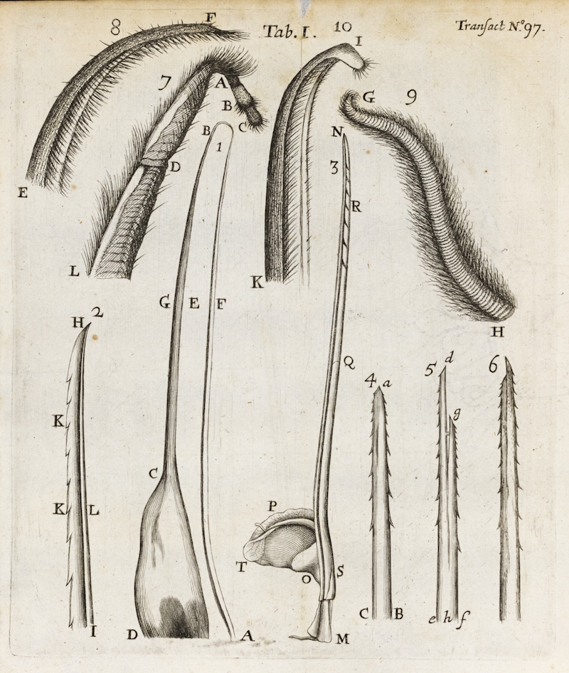 Bee stings, ‘arms’ and scrapers by Antoni van Leeuwenhoek, 1673