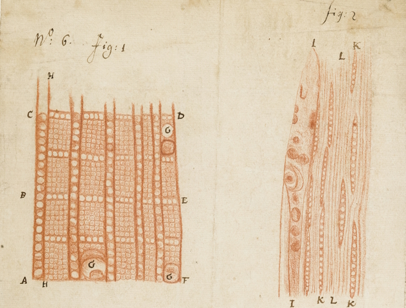 Leeuwenhoek's sections of different species of wood, from EL/L1/49 (detail)