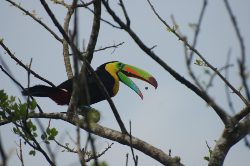 Wild toucan foraging on small berries in Costa Rica. Image credit: Amanda Melin
