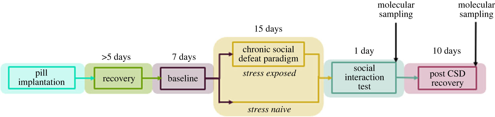 Timeline for investigating the association between stress, diurnal temperature rhythms and changes in expression of thermosensitive genes (Figure 1 doi.org/10.1098/rsob.220380)