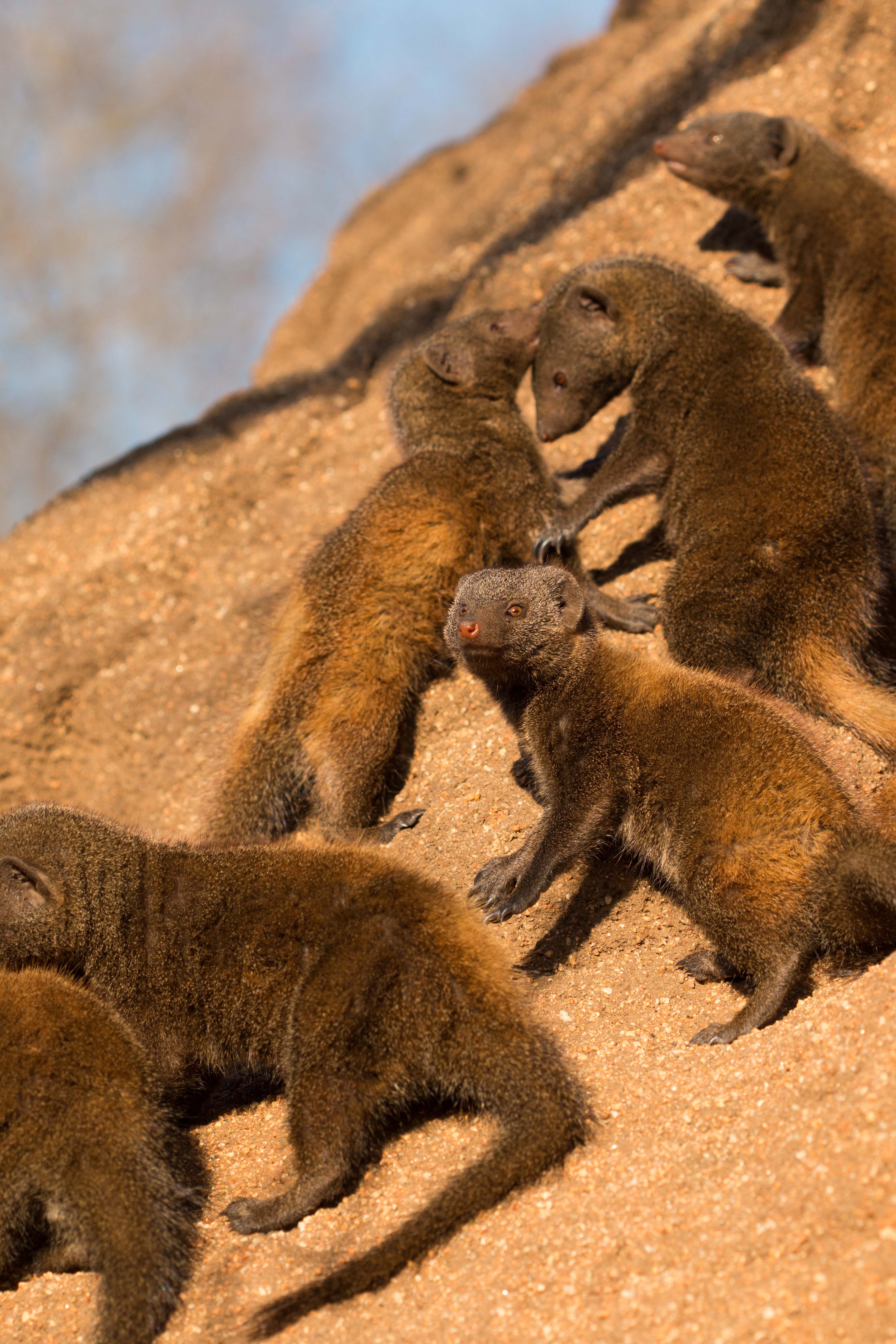 Dwarf mongoose group grooming
