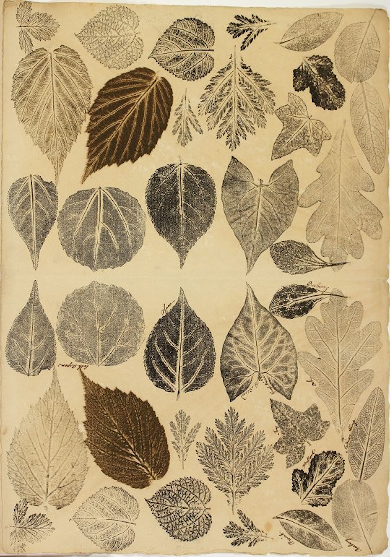 Nature prints of leaves by Joseph Breintnall, ca. 1731-1744