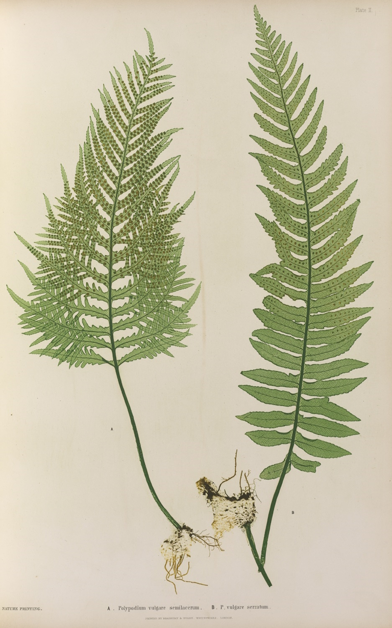 The fern Polypodium vulgare, nature printed by Henry Bradbury, 1855