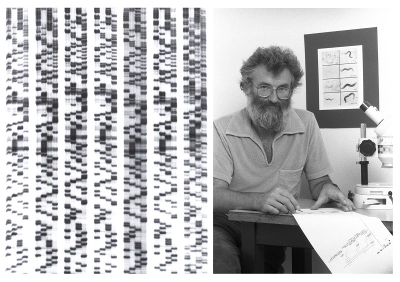 Example of autoradiography x-ray film used in early DNA sequencing. John Sulston in the laboratory with roundworm background, c. 1985. Copyright: MRC Laboratory of Molecular Biology 