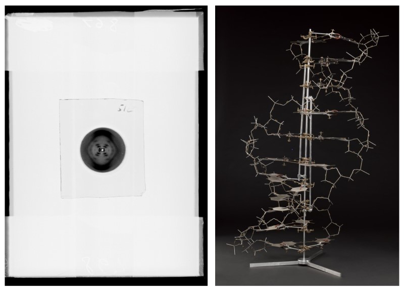 X-ray diffraction exposure of B type DNA, AKA ‘photo 51’, produced at King’s (© King’s College London), and a model of the double helix DNA structure it would help solve (© The Board of Trustees of the Science Museum).