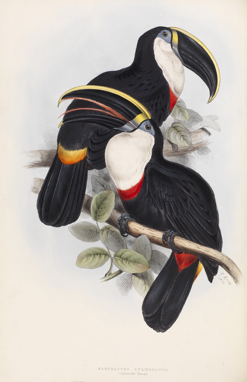 Toucans by Edward Lear (1834)