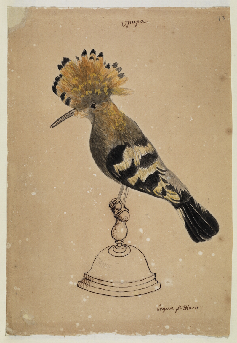 Henry Hunt’s watercolour of a hoopoe