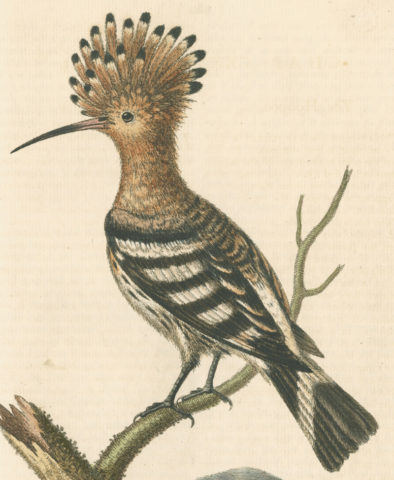 Hoopoe by George Edwards FRS (1764)