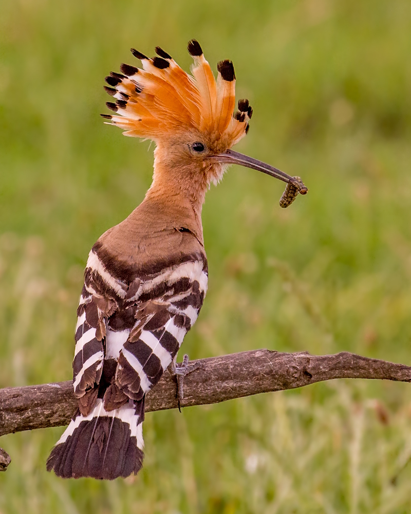 A hoopoe in Hungary, by Andy Morffew