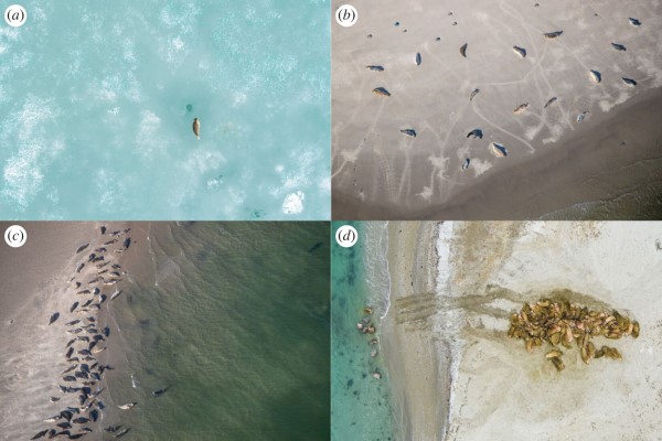 Four aerial photographs of seal colonies, labelled a-d. Figure 1 from the article 'Stay close, but not too close: aerial image analysis reveals patterns of social distancing in seal colonies' Hoekendijk et al. 2023. The article caption reads: Fine-scale haul-out patterns of pinnipeds. Haul-out patterns of pinnipeds show high variation. Some species haul out solitarily, such as ringed seals (a), while others—such as harbour seals (b) and grey seals (c)—haul out in colonies while preserving some distance from conspecifics. Finally, some species—such as walruses (d)—may cluster together without any distance between individuals. Photos (a) and (d) by Eelke Folmer (Aeria).
