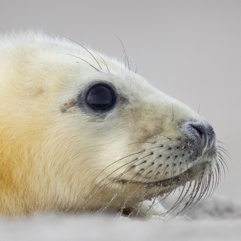 Aerial image analysis reveals social distancing patterns in seal ...