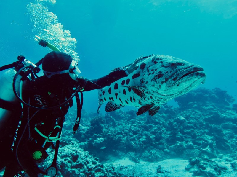Zegni Triki in scuba diving gear, swimming underwater near a reef, with a large spotted fish swimming by.