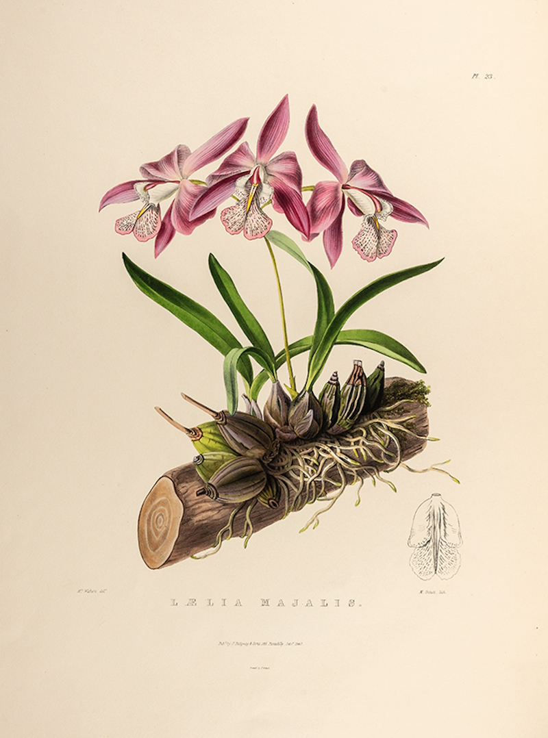 Laelia majalis by Maxim Gauci after Augusta Withers, 1840